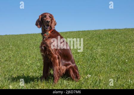 Ciel bleu vif, prairie verte luxuriante et magnifique chien de chasse irlandais Setter. Banque D'Images