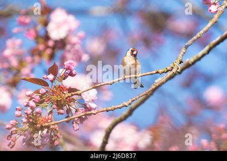 Goldfinch Carduelis carduelis - Royaume-Uni Banque D'Images