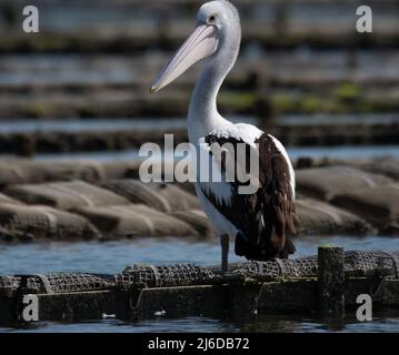 Pelican sur une ferme d'huîtres Banque D'Images