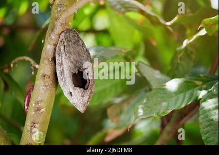 Le trou dans la gousse de cacao endommagée est accroché à l'arbre de près Banque D'Images