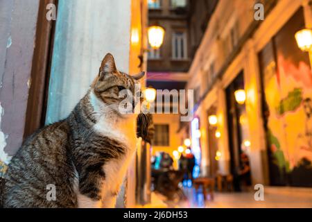 Portriat d'un chat errant près de la Syrie Arcade ou passage ou Suriye Pasaji dans l'avenue Istiklal à Istanbul. Catstantinople ou Catstanbul fond phot Banque D'Images