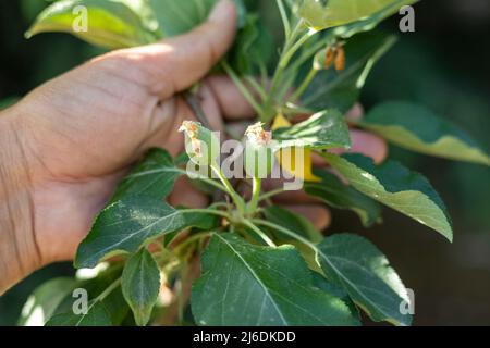 Agriculteur inspectant les petites pommes qui poussent sur un arbre Banque D'Images