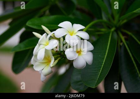 Bouquet de fleurs de plumeria blanches sur des feuilles vertes Banque D'Images