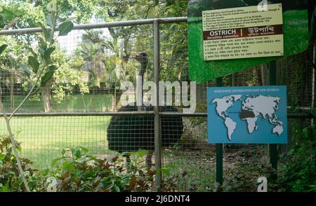 L'autruche dans la cage. Alipur Zoological Garden, Kolkata, Bengale occidental, Inde Asie du Sud. 22 avril 2022 Banque D'Images