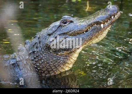 Alligator américain (Alligator mississippiensis) levant la tête tout en grotestant au parc zoologique de la ferme des alligators de St. Augustine, en Floride. Banque D'Images