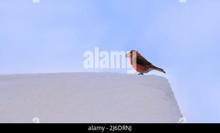 Perroquet mâle coloré crossbill (Loxia pytyopsittacus) assis sur un toit enneigé. Banque D'Images