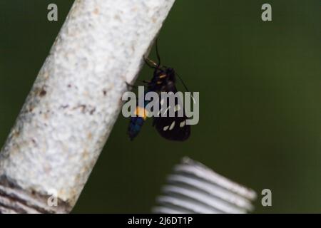 Fond vert et Syntomis phegea, un papillon noir avec des points blancs sur les ailes se trouve sur l'herbe. Nine-tacheté Moth ou jaune ceinture burnett, Ala Banque D'Images