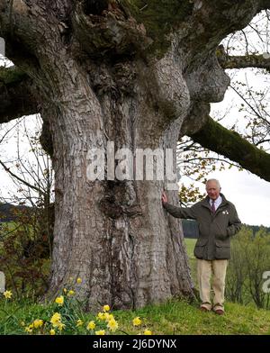 Le Prince de Galles, patron de la Reine Green Canopy (QGC), se dresse sous l'ancien Sycamore dans les jardins clos de Dumfries House, alors qu'il dévoile un réseau national de soixante-dix anciennes terres boisées et soixante-dix anciens arbres, y compris le sycomore, qui sera dédié à sa mère, la reine Elizabeth II, En célébration du Jubilé de platine. Date de la photo: Lundi 25 avril 2022. Banque D'Images