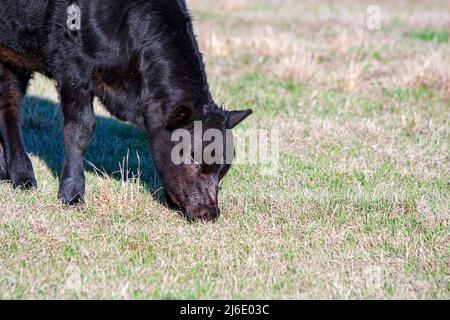Le veau de bœuf Angus du commerce paître sur de nouvelles branches d'herbe de printemps en mars en Alabama. Banque D'Images