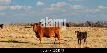 Vaches et veaux de boucherie pendant la saison de vêlage en mars dans le centre de l'Alabama. Banque D'Images