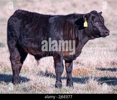 Veau Angus commercial dans un pâturage de mars en Alabama. Banque D'Images