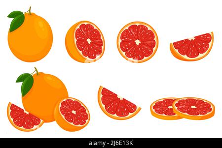 Icône pamplemousse. Mettre avec des fruits entiers, une tranche et une moitié, avec des feuilles. Illustration vectorielle isolée dans un style plat. Illustration de Vecteur
