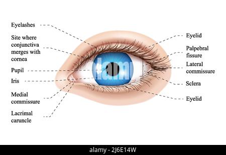 Illustration de l'anatomie de l'œil humain. Parties de l'œil, schéma d'illustration vectoriel étiqueté. Paupière, cils, pupille, glande lacrymale et autre p anatomique Illustration de Vecteur