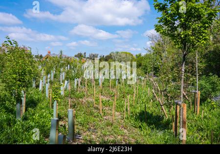 Jeunes arbres plantés de jeunes arbres avec des gardes d'arbres pour protéger les nouveaux arbres tout en poussant, au printemps au Royaume-Uni. Banque D'Images