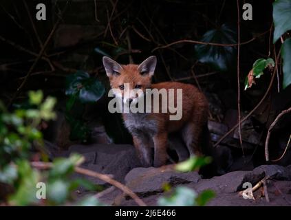 Une famille de petits renards urbains explorent le jardin Banque D'Images