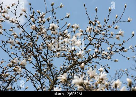 Le Magnolia blanc fleurit sur les branches contre le ciel bleu. Banque D'Images