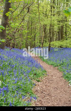 Un sentier à travers les bois de bluebell près de Worfield à Shropshire, Royaume-Uni Banque D'Images