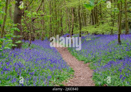 Un sentier à travers les bois de bluebell près de Worfield à Shropshire, Royaume-Uni Banque D'Images