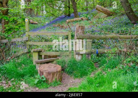 Une chiche pour traverser une clôture en bois et continuer le long d'un chemin dans les bois de bluebell près de Worfield à Shropshire, Royaume-Uni Banque D'Images