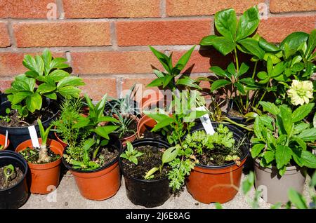 Plantes dans des pots alignés le long d'un mur de maison. Banque D'Images