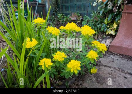 Euphorbia epithymoides orbumide pousse dans un jardin, fleurit avec des fleurs jaune vif. Banque D'Images