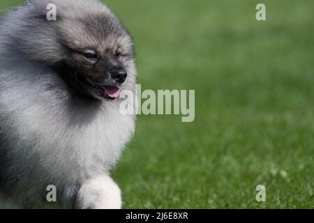 Keeshond gros plan sur la gauche du châssis Banque D'Images