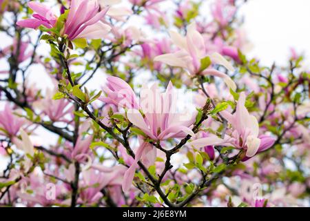 Fleurs de magnolias, Berlin, Allemagne Banque D'Images