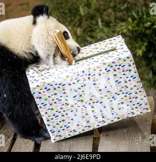 2022-05-01 10:58:43 RHENEN - géant panda Fan Xing fête son deuxième anniversaire dans OuweHands Zoo. Le géant panda cub est né au zoo il y a deux ans. L'année dernière, le parc a été fermé en raison de mesures de couronne. Cette année, le parc célèbre son anniversaire avec des visiteurs avant de partir pour la Chine à l'automne. KOEN VAN WEEL pays-bas sortie - belgique sortie Banque D'Images