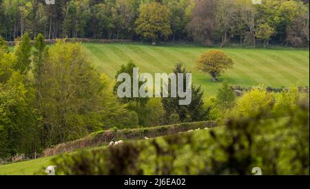 Des voitures classiques au printemps, Wye Run à travers le pays de Galles et la vallée de Wye. Banque D'Images