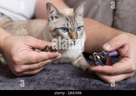 homme tenant la patte de chat et les griffes d'ajustement Banque D'Images