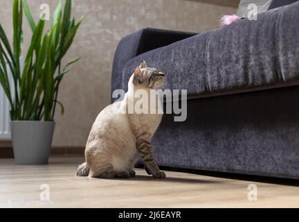 tabby chat chasse au jouet de plumes et se prépare à sauter Banque D'Images