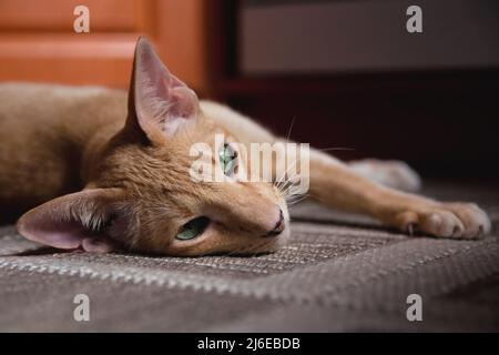 Chat oriental rouge gingembre avec yeux verts clairs posés sur le sol Banque D'Images