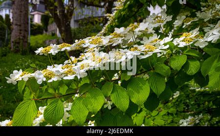 Bush de boule de neige japonais en début de saison, Viburnum plicatum forme tomentosum variété Pink Beauty, fleurs blanches avant qu'elles deviennent roses. Baden Baden, Baden Wu Banque D'Images