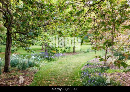 Printemps dans un jardin traditionnel anglais. Un chemin menant à travers les arbres et les lits de fleurs. Banque D'Images