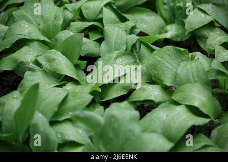 Feuilles vertes de ramson au début du printemps. Allium ursinum. L'ail sauvage pousse dans la forêt Banque D'Images