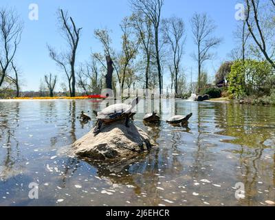 tortues d'eau, petit groupe de petites tortues d'eau debout sur des rochers pour se reposer ou bronzer dans un lac ou un étang dans un parc naturel en une journée ensoleillée. reptil Banque D'Images