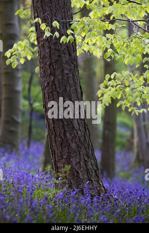 Une belle couverture de cloches dans une forêt anglaise au printemps dans la lumière du matin, avec des feuilles vertes fraîches sur les arbres et le sol de la forêt. Banque D'Images