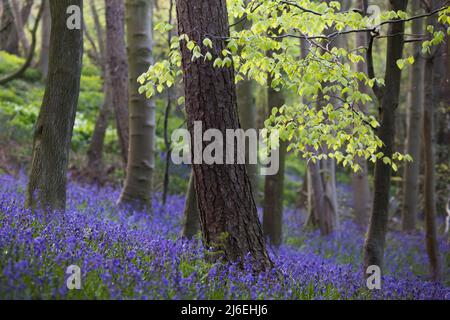 Une belle couverture de cloches dans une forêt anglaise au printemps dans la lumière du matin, avec des feuilles vertes fraîches sur les arbres et le sol de la forêt. Banque D'Images