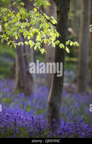 Une belle couverture de cloches dans une forêt anglaise au printemps dans la lumière du matin, avec des feuilles vertes fraîches sur les arbres et le sol de la forêt. Banque D'Images