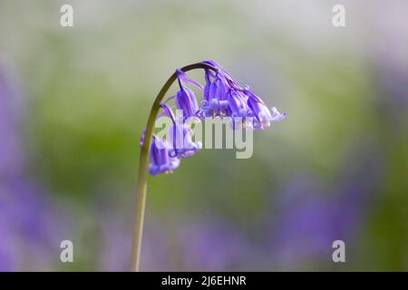 Gros plan d'une belle fleur bleu bluebell dans un bois anglais bluebell au printemps. Banque D'Images