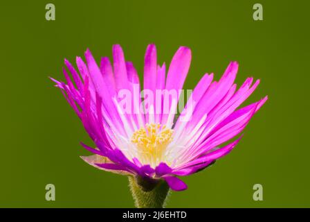 Fleur de Delosperma sutherlandii, gros plan. Plante vivace. Pétales violets béatiful. Isolé sur fond vert naturel. Trencin, Slovaquie. Banque D'Images