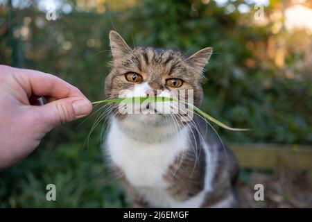 le propriétaire d'un animal de compagnie nourrissant le chat tenant la lame d'herbe à la main Banque D'Images