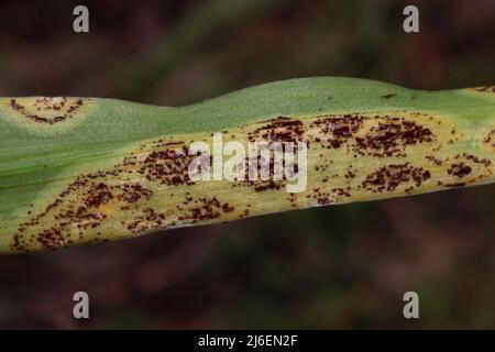 Bluebell Rust (Uromyces muscari) sur la feuille de Bluebell espagnole de jacinthoides hispanica Banque D'Images
