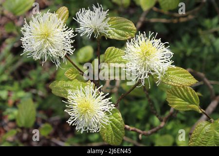 Mountain Witch Alder - Fothergilla Major Banque D'Images