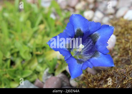 Trompette Gentian a.k.a. Stemless Gentian - Gentiana acaulis Banque D'Images