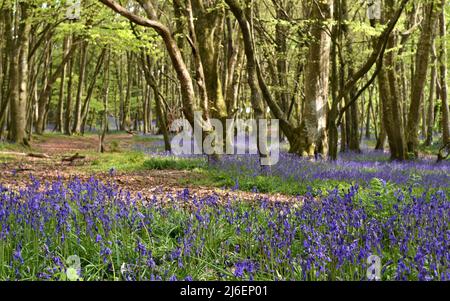 Couverture de Bluebells entre les arbres dans les bois d'unité, Cornwall Banque D'Images