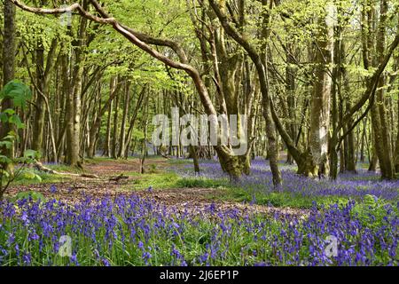 Couverture de Bluebells entre les arbres dans les bois d'unité, Cornwall Banque D'Images