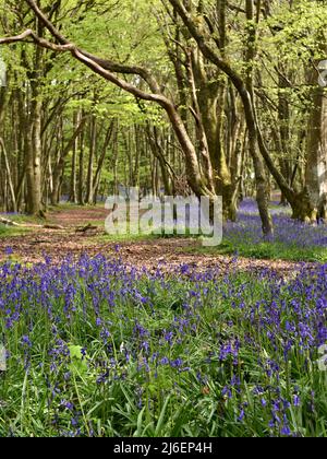 Couverture de Bluebells entre les arbres dans les bois d'unité, Cornwall Banque D'Images