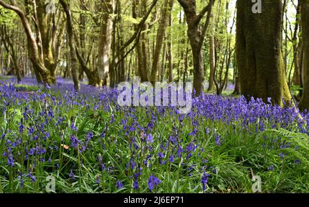 Couverture de Bluebells entre les arbres dans les bois d'unité, Cornwall Banque D'Images