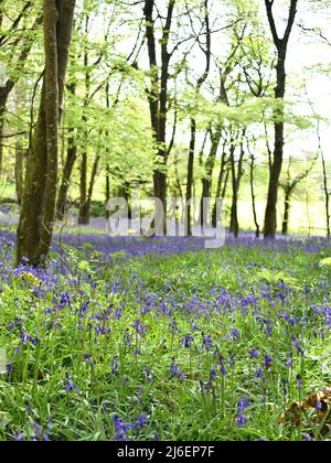 Couverture de Bluebells entre les arbres dans les bois d'unité, Cornwall Banque D'Images